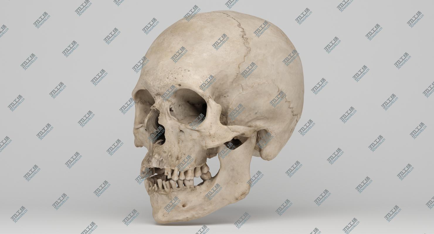images/goods_img/20210313/Real Human Skull 3D Scan 02/2.jpg
